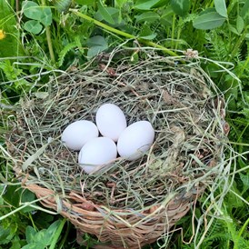 Ferien Bauernhof: Frische Eier von unseren glücklichen Hühnern - Binterhof