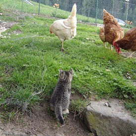 Ferien Bauernhof: Unser Kätzchen auf Entdeckungsreise zu den Hühnern - Binterhof