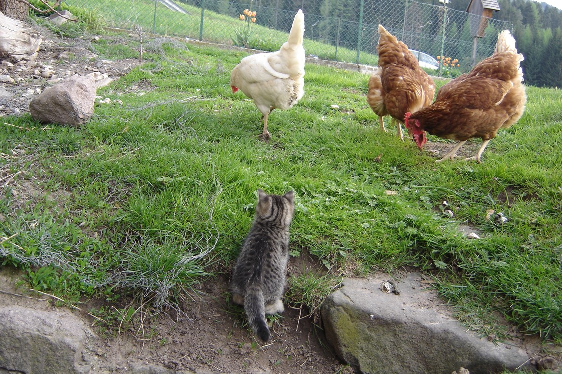Ferien Bauernhof: Unser Kätzchen auf Entdeckungsreise zu den Hühnern - Binterhof