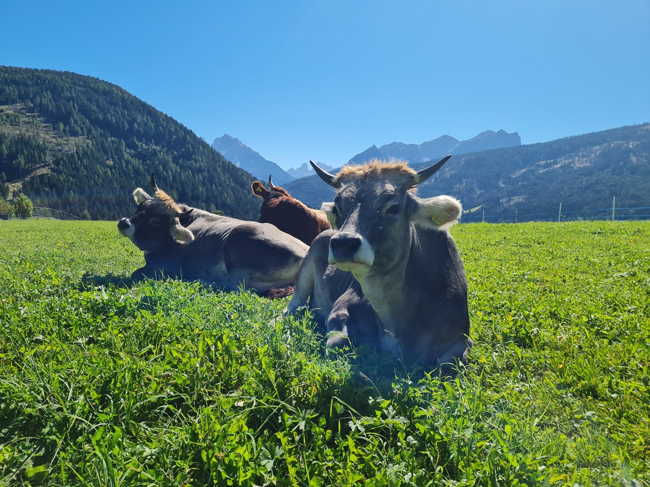 Ronacherhof I nostri animali Mucche al pascolo