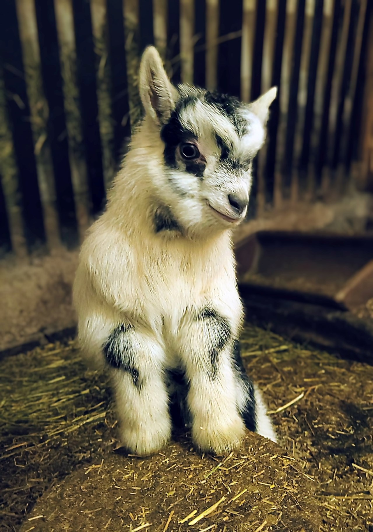 Ronacherhof I nostri animali Capre