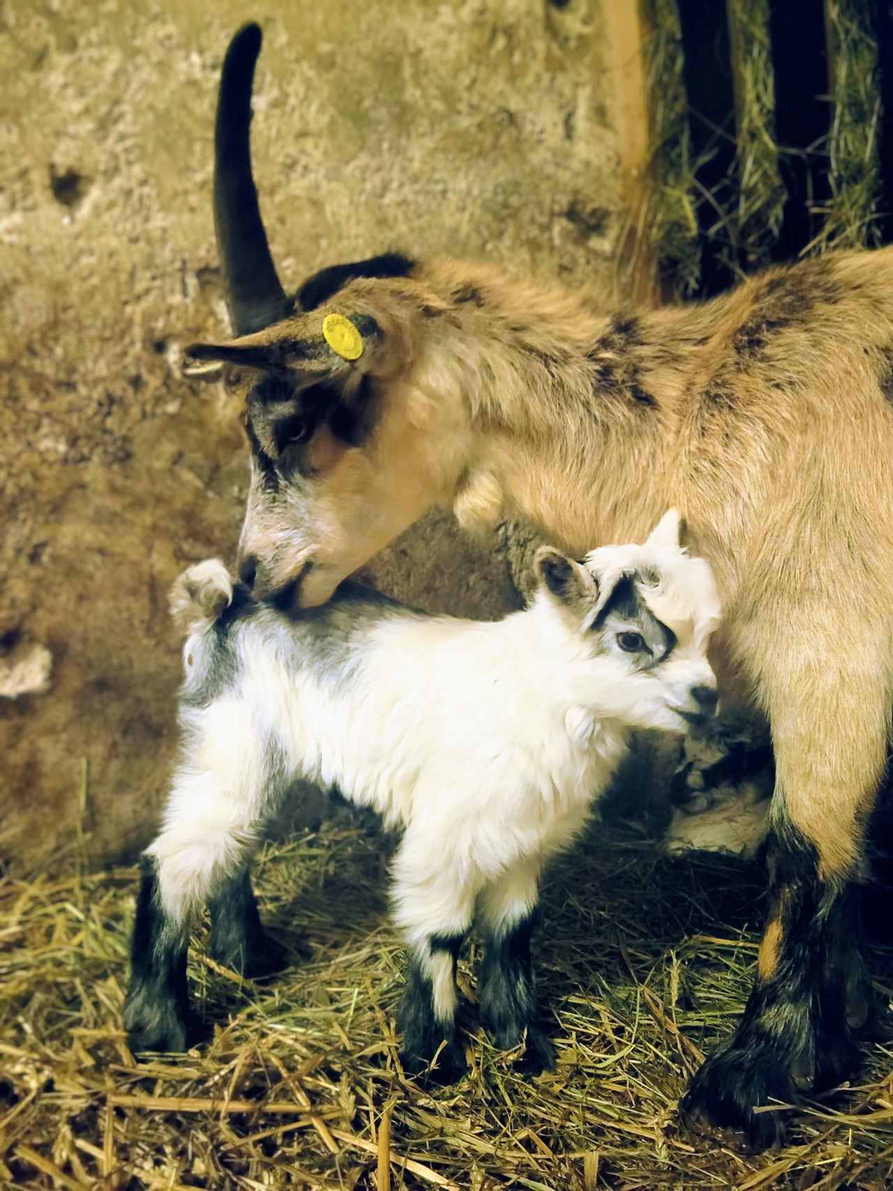 Ronacherhof I nostri animali caprette