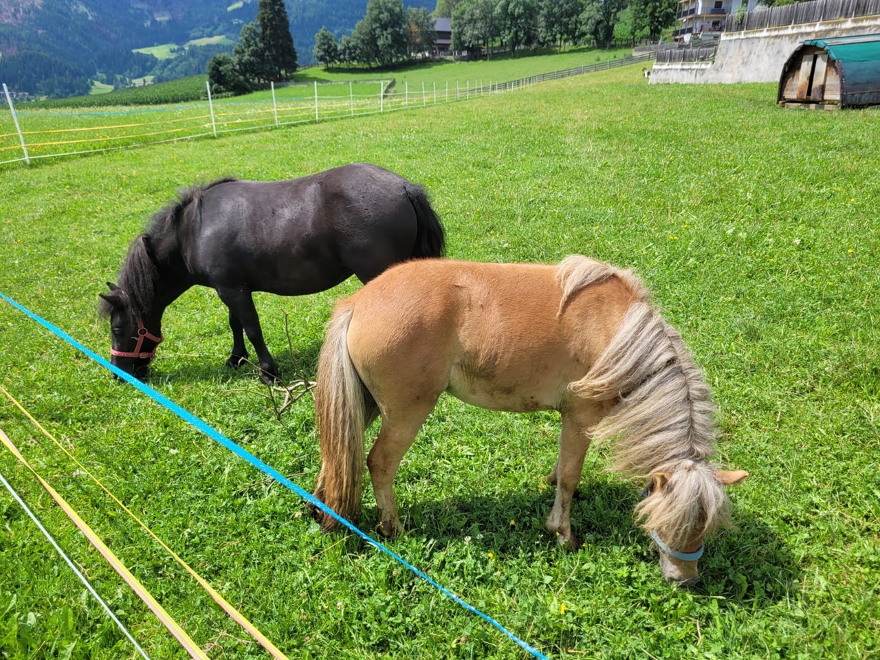 Ronacherhof I nostri animali pony