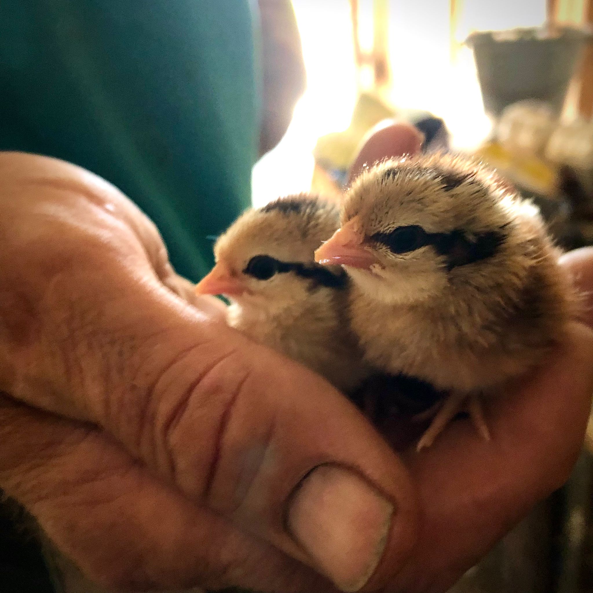 Ferien Bauernhof: Immer was zu erleben - Ferienwohnungen Oberwieserhof