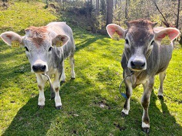 Ferienwohnungen Oberwieserhof I nostri animali I nostri giovani bovini