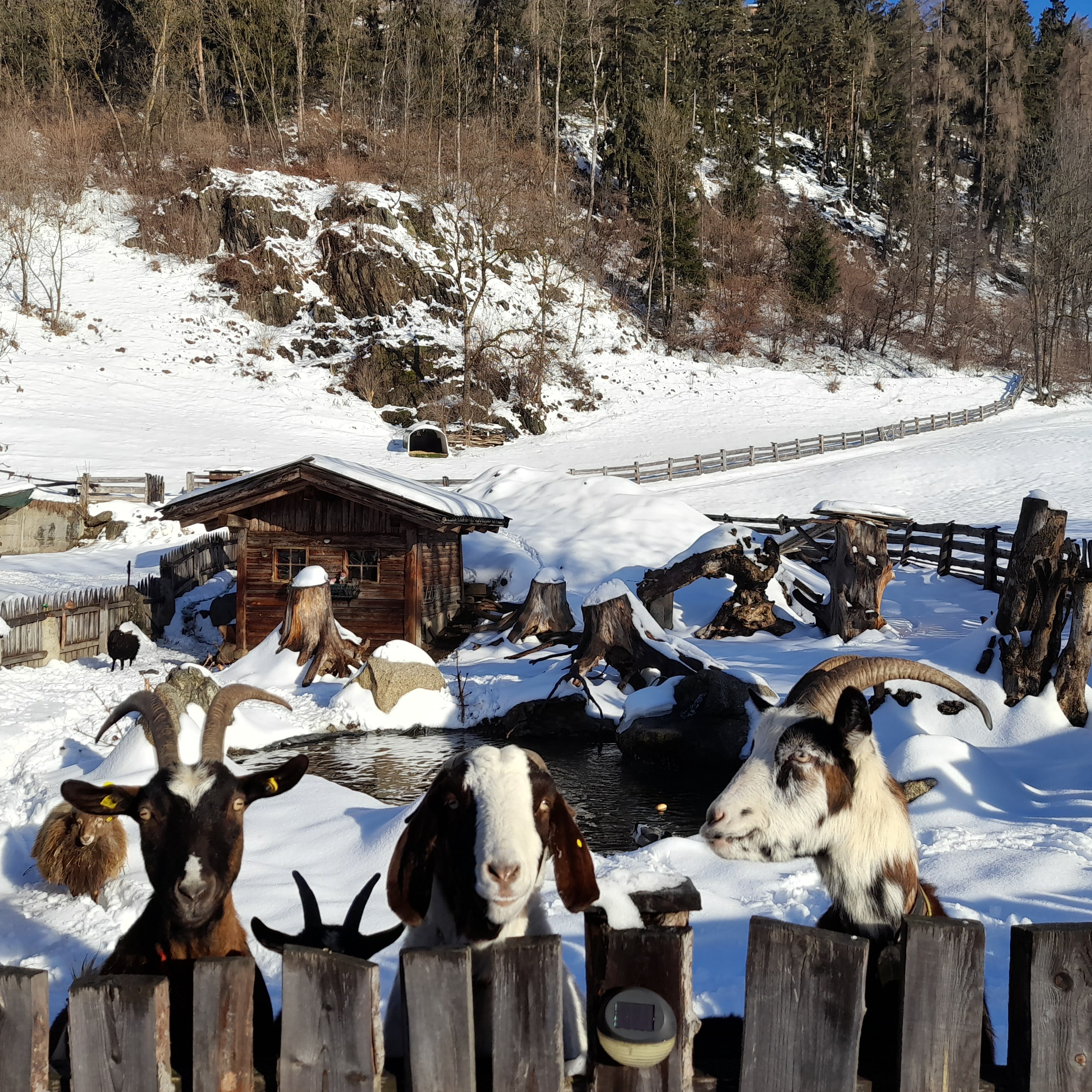 Ferienwohnungen Oberwieserhof Naše živali Naše psičke