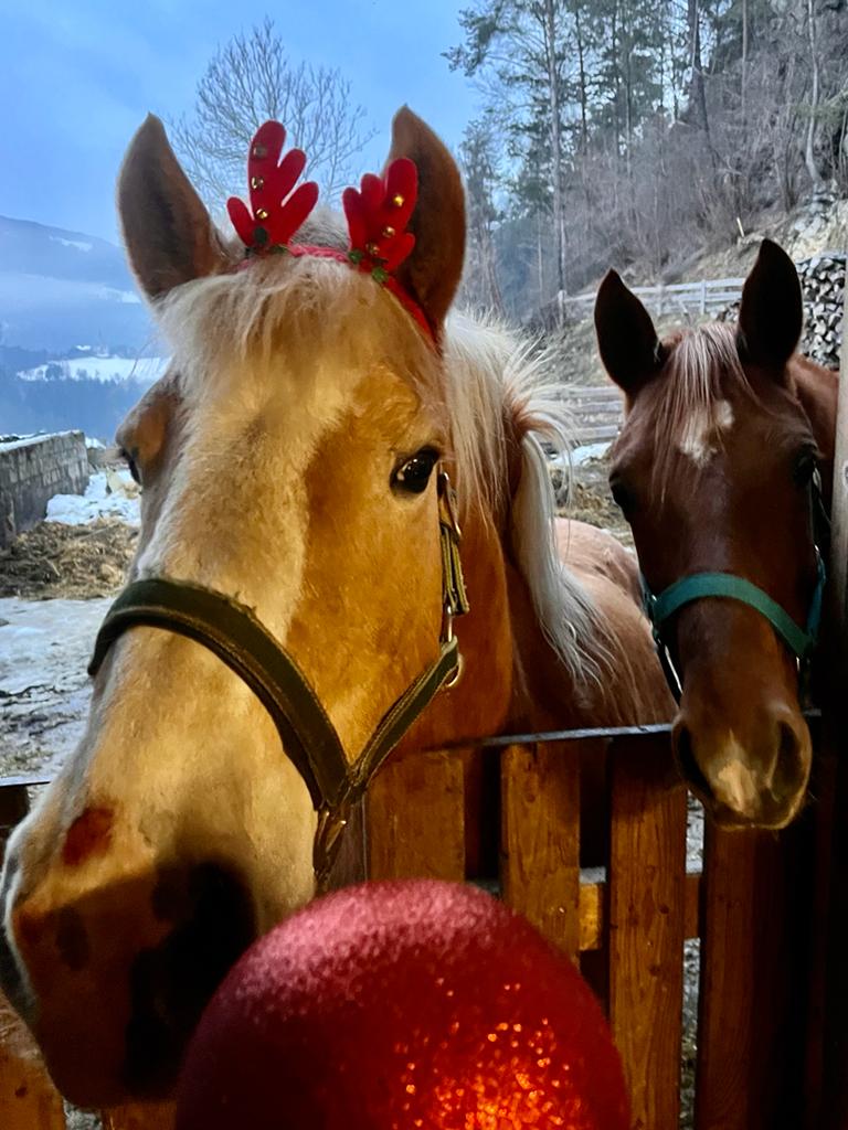 Ferienwohnungen Oberwieserhof Naše živali Naša konjička Maja in Oki