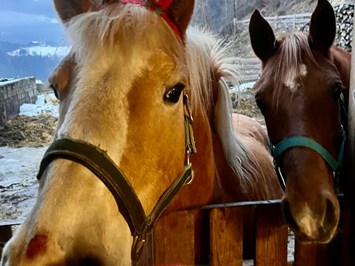 Ferienwohnungen Oberwieserhof I nostri animali I nostri cavalli Maja e Oki