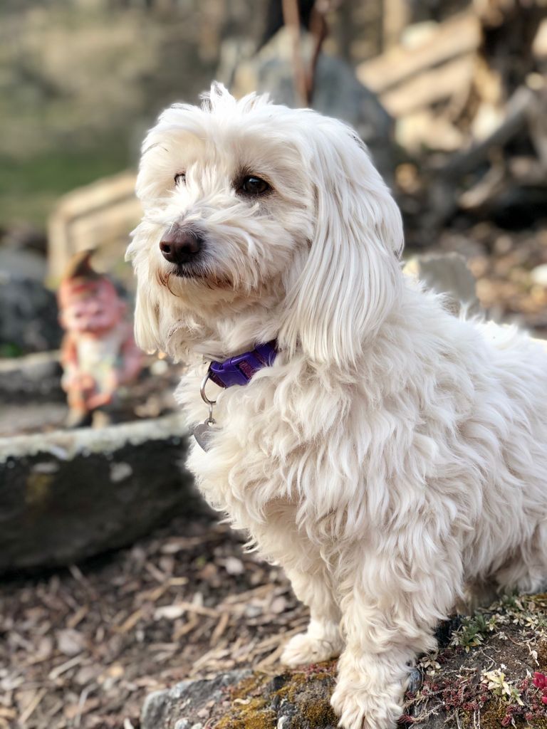 Ferienwohnungen Oberwieserhof Naše živali Naš najboljši kos