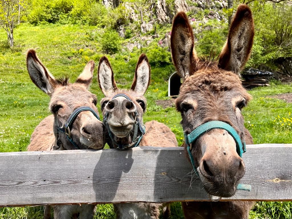 Ferienwohnungen Oberwieserhof Our animals Our donkeys