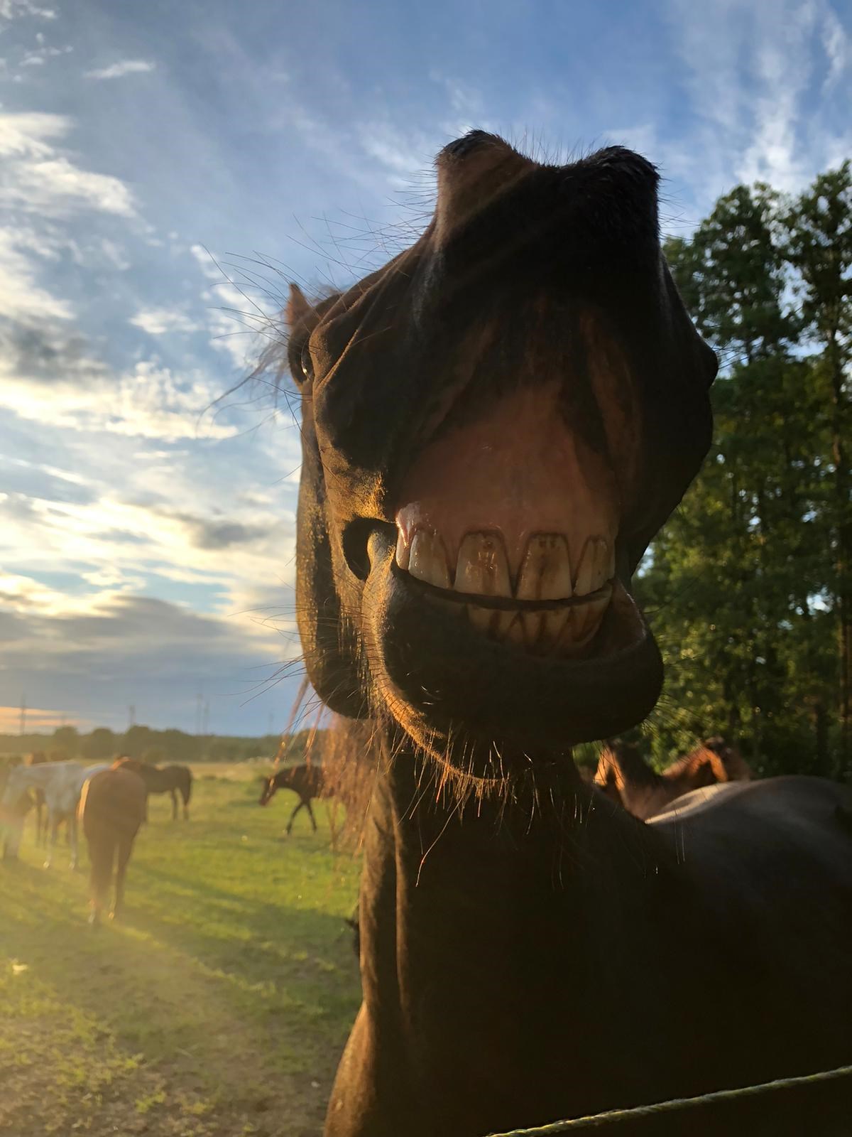 Reiterhof Dammkrug Güssefeld Nos animaux cheval sympathique