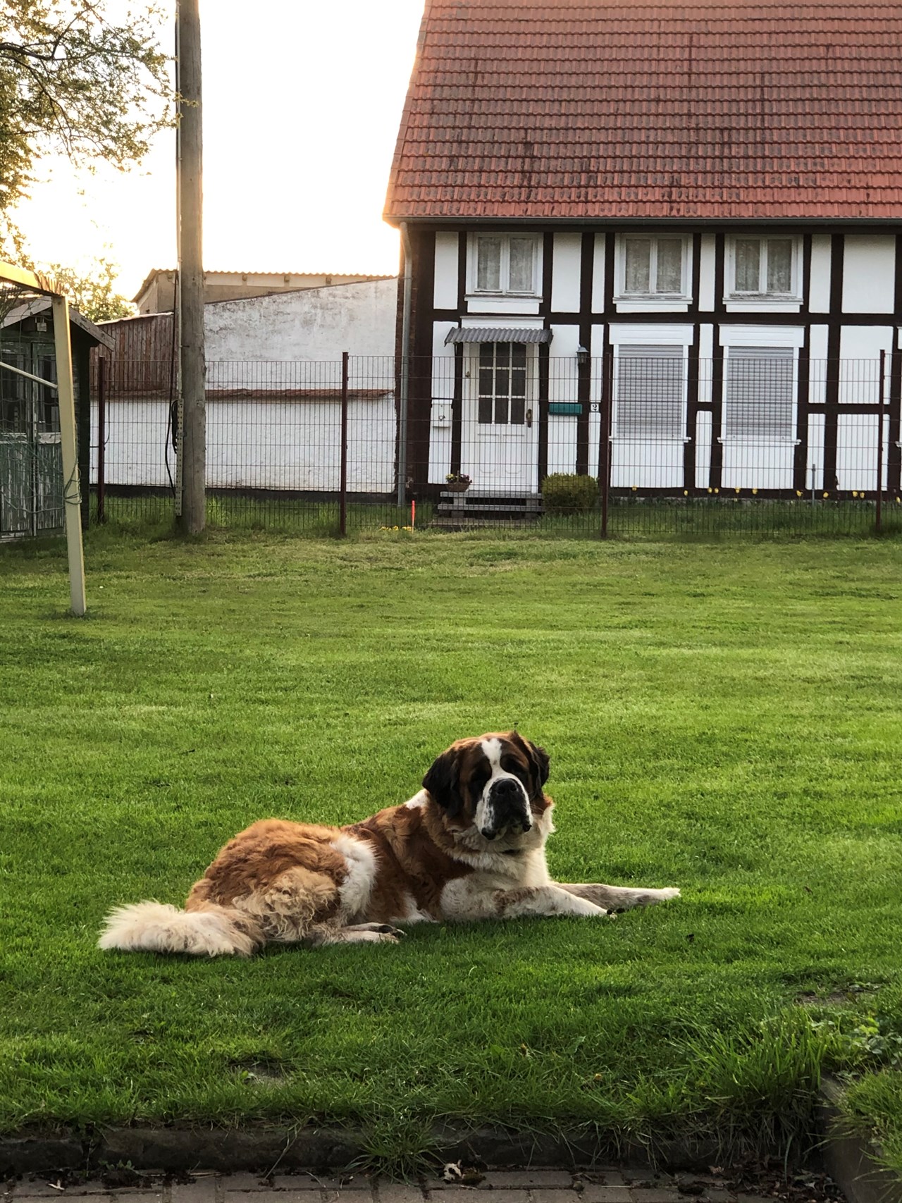 Reiterhof Dammkrug Güssefeld Nos animaux notre chien Carla