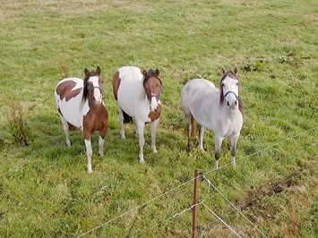 Reiterhof Losse I nostri animali Maneggio con cavalli da scuola e pony
