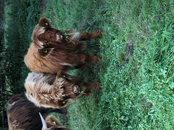 Reiterhof Losse Our animals Scottish Highland cattle