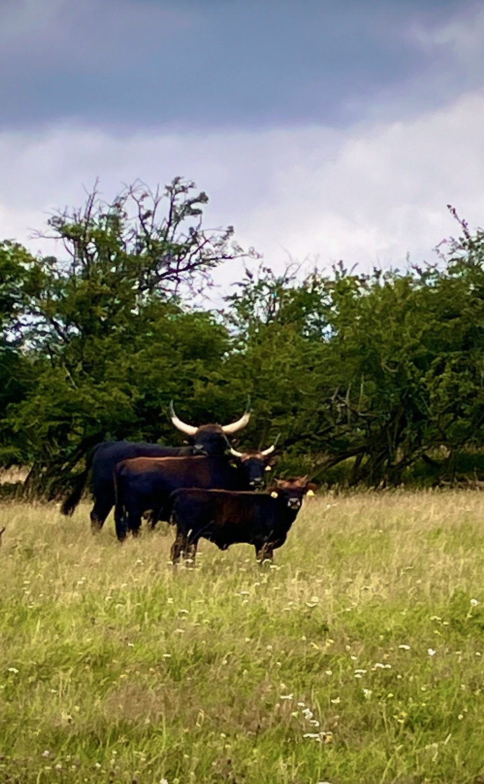 Burgbauernhof am Katzenstein I nostri animali Heckrinder-Auerochsen