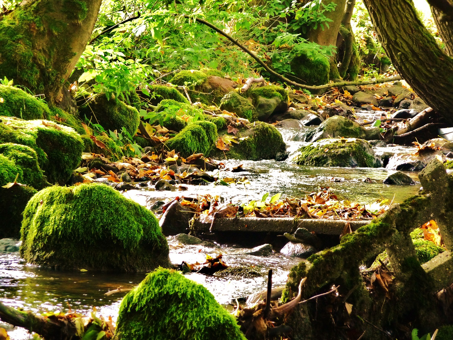 Ferien Bauernhof: Bachlauf der Schmerbach - Burgbauernhof am Katzenstein
