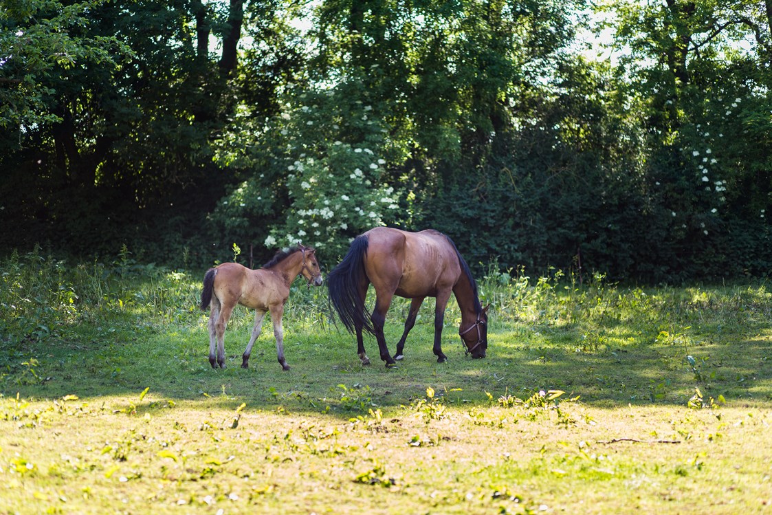 Ferien Bauernhof: Pferde auf der Koppel - Naturbauernhof Gierke