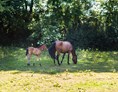 Ferien Bauernhof: Pferde auf der Koppel - Naturbauernhof Gierke