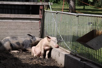 Ferien Bauernhof: Unsere Schweine im Außenbereich - Naturbauernhof Gierke