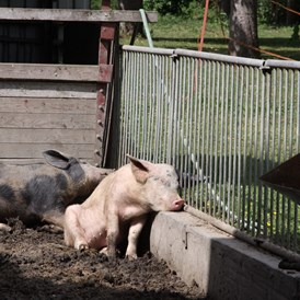 Ferien Bauernhof: Unsere Schweine im Außenbereich - Naturbauernhof Gierke