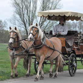 Ferien Bauernhof: Kutsch- und Kremserfahrten - Haflingerhof Noack