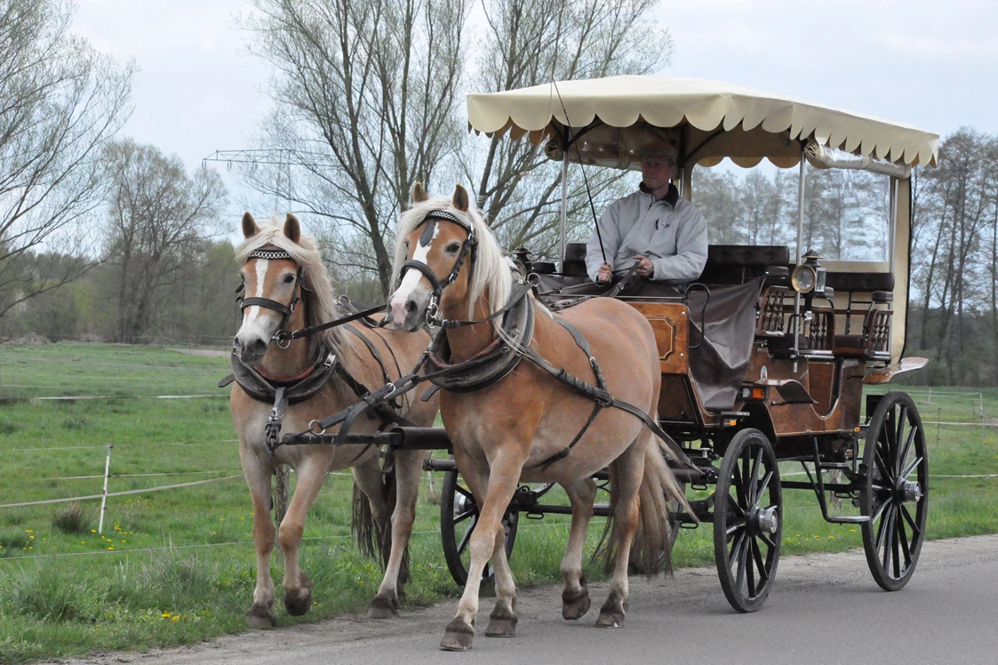 Ferien Bauernhof: Kutsch- und Kremserfahrten - Haflingerhof Noack