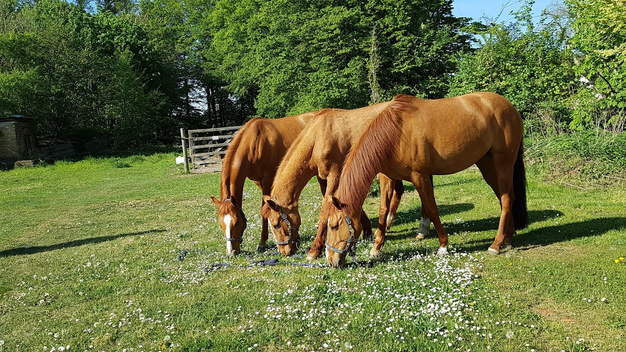 Landgut Schönwalde Onze dieren Onze paarden