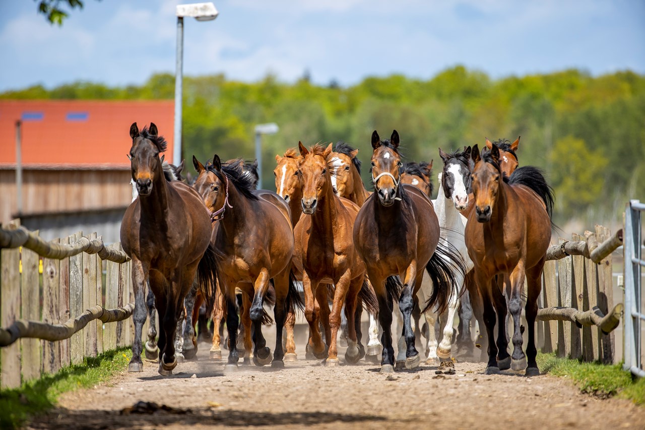 Bernsteinland Hirschburg I nostri animali I nostri cavalli
