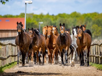 Bernsteinland Hirschburg I nostri animali I nostri cavalli