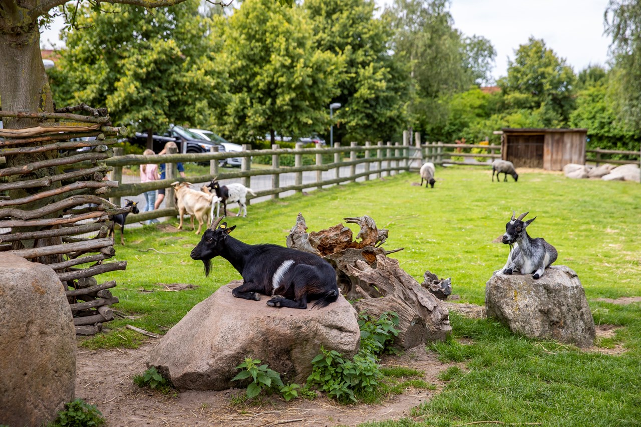 Bernsteinland Hirschburg Naše živali Živali v živalskem vrtu