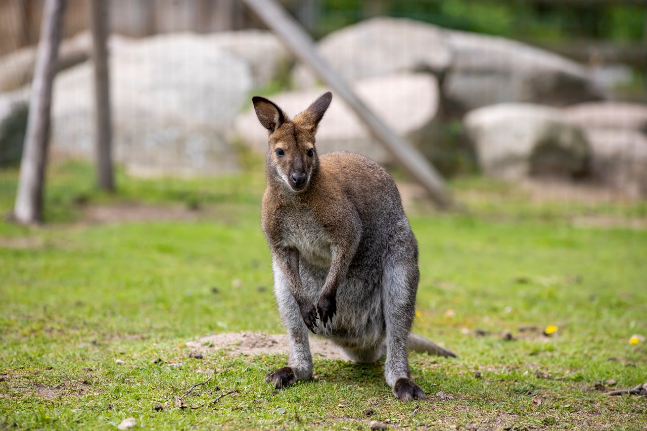Bernsteinland Hirschburg Naše živali Naši valabiji