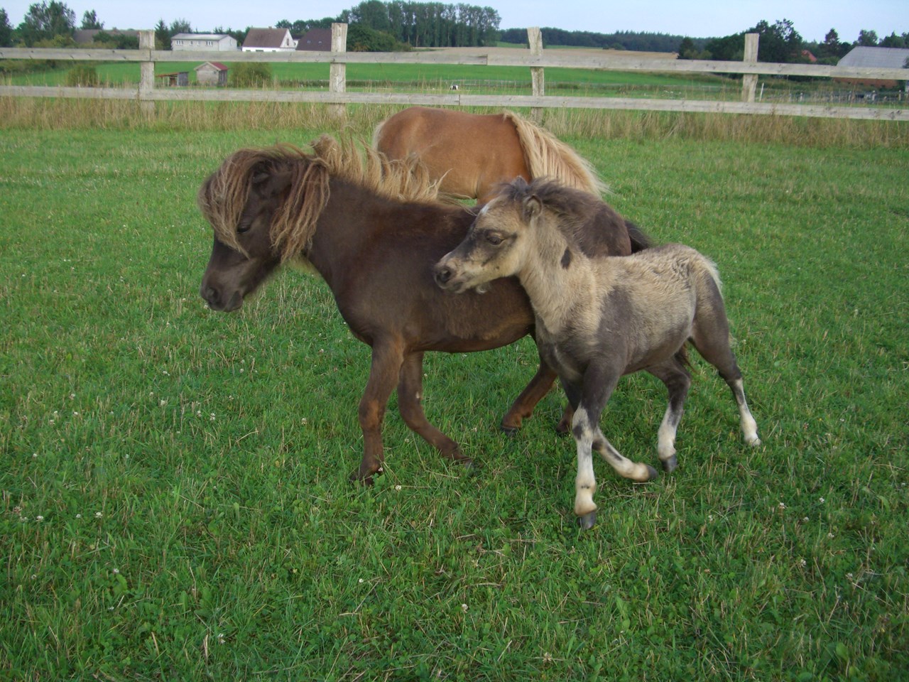 Ferienparadies Schwalbenhof Nos animaux Nos petits poneys Shettland