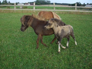 Ferienparadies Schwalbenhof Our animals Our little Shettland ponies