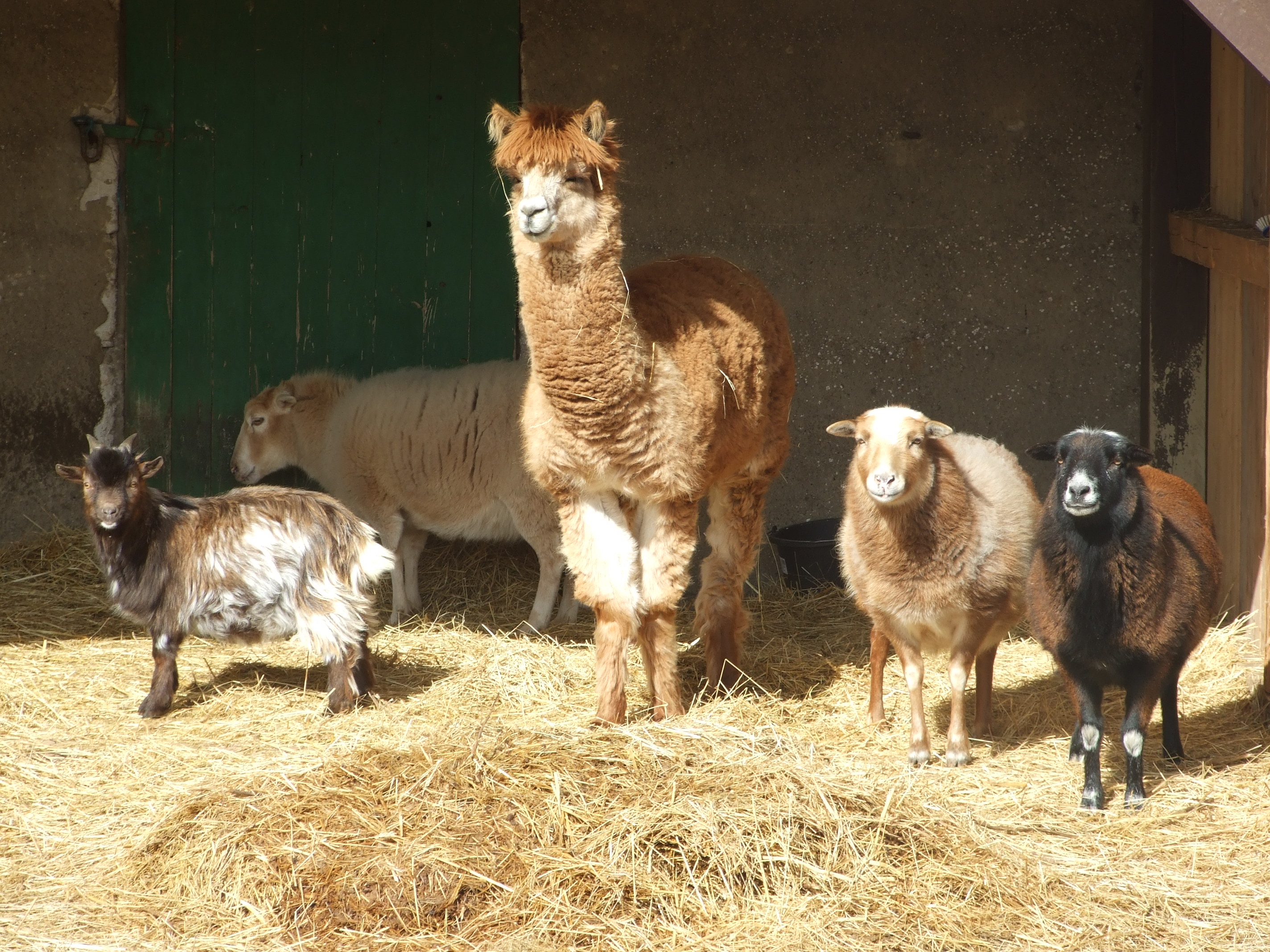 Ferienparadies Schwalbenhof Nos animaux Nos ruminants