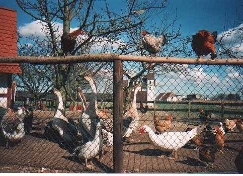 Ferienparadies Schwalbenhof I nostri animali Un sacco di pollame :)