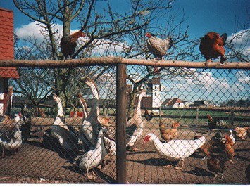Ferienparadies Schwalbenhof I nostri animali Un sacco di pollame :)