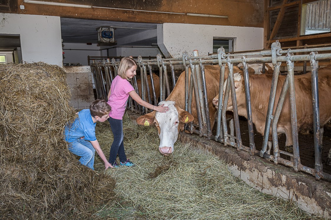 Ferien Bauernhof: Beim Füttern der Tiere darf mitgeholfen werden. - Ferienhof Pfaffenlehen