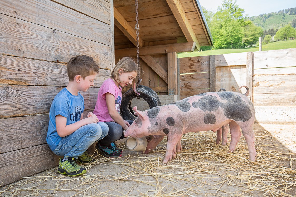Ferien Bauernhof: Die Schweine sind auch neugierig, was gibt es da gutes. - Ferienhof Pfaffenlehen