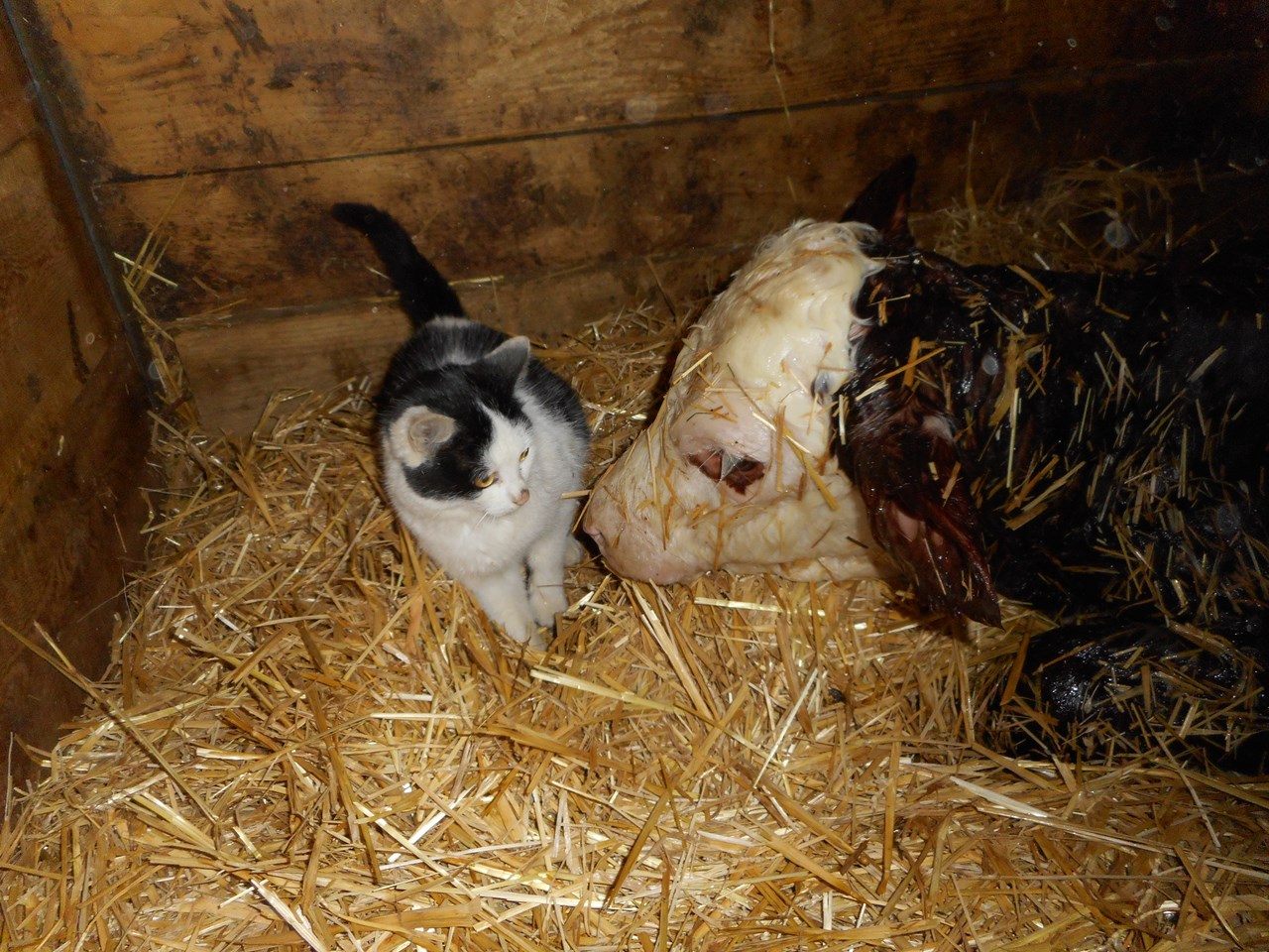 Bio-Bergbauernhof Möslhof unsere Tiere 