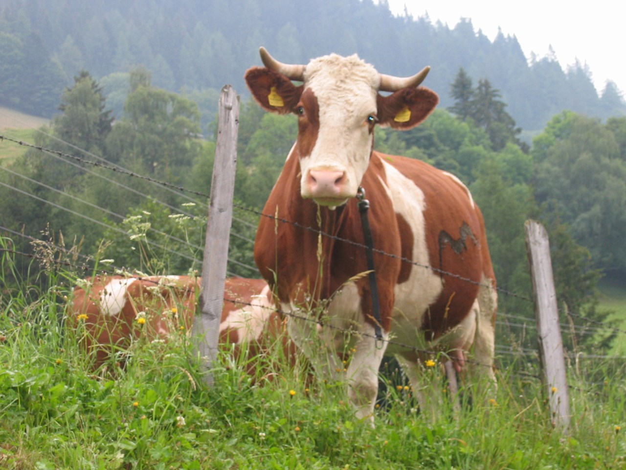 Bio-Bergbauernhof Möslhof unsere Tiere 
