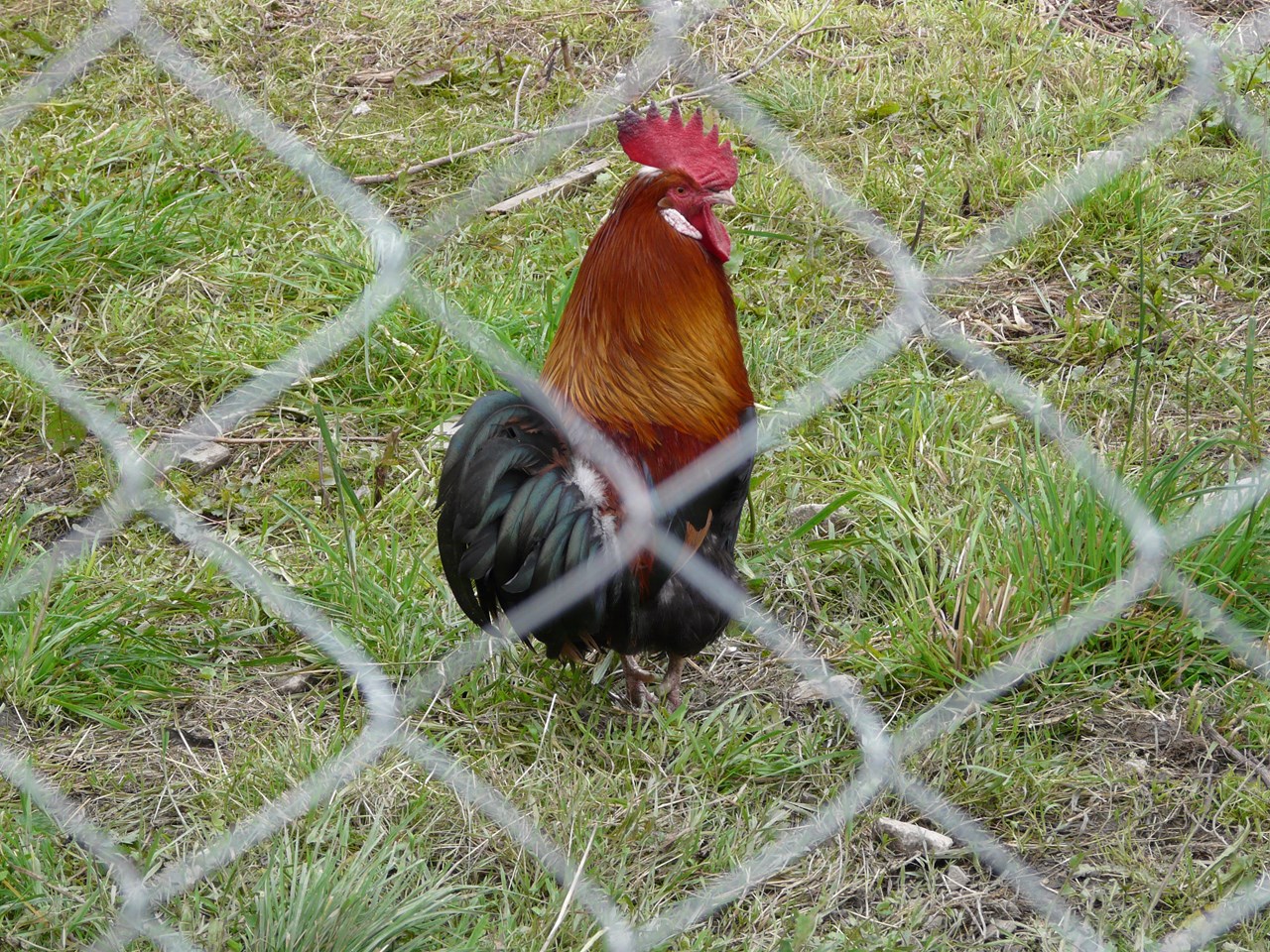 Bio-Bergbauernhof Möslhof unsere Tiere 