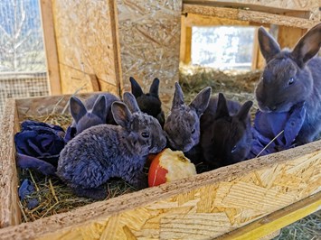 Lutzmannhof I nostri animali Famiglia di coniglietti