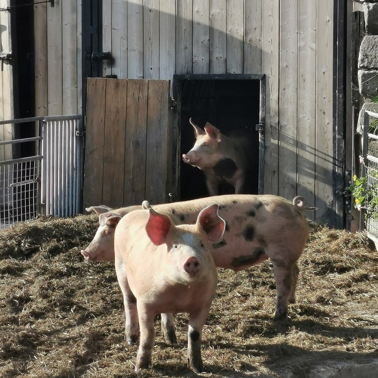 Lutzmannhof unsere Tiere Schweine