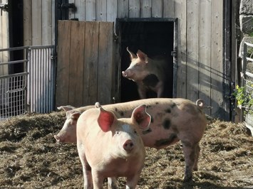 Lutzmannhof unsere Tiere Schweine