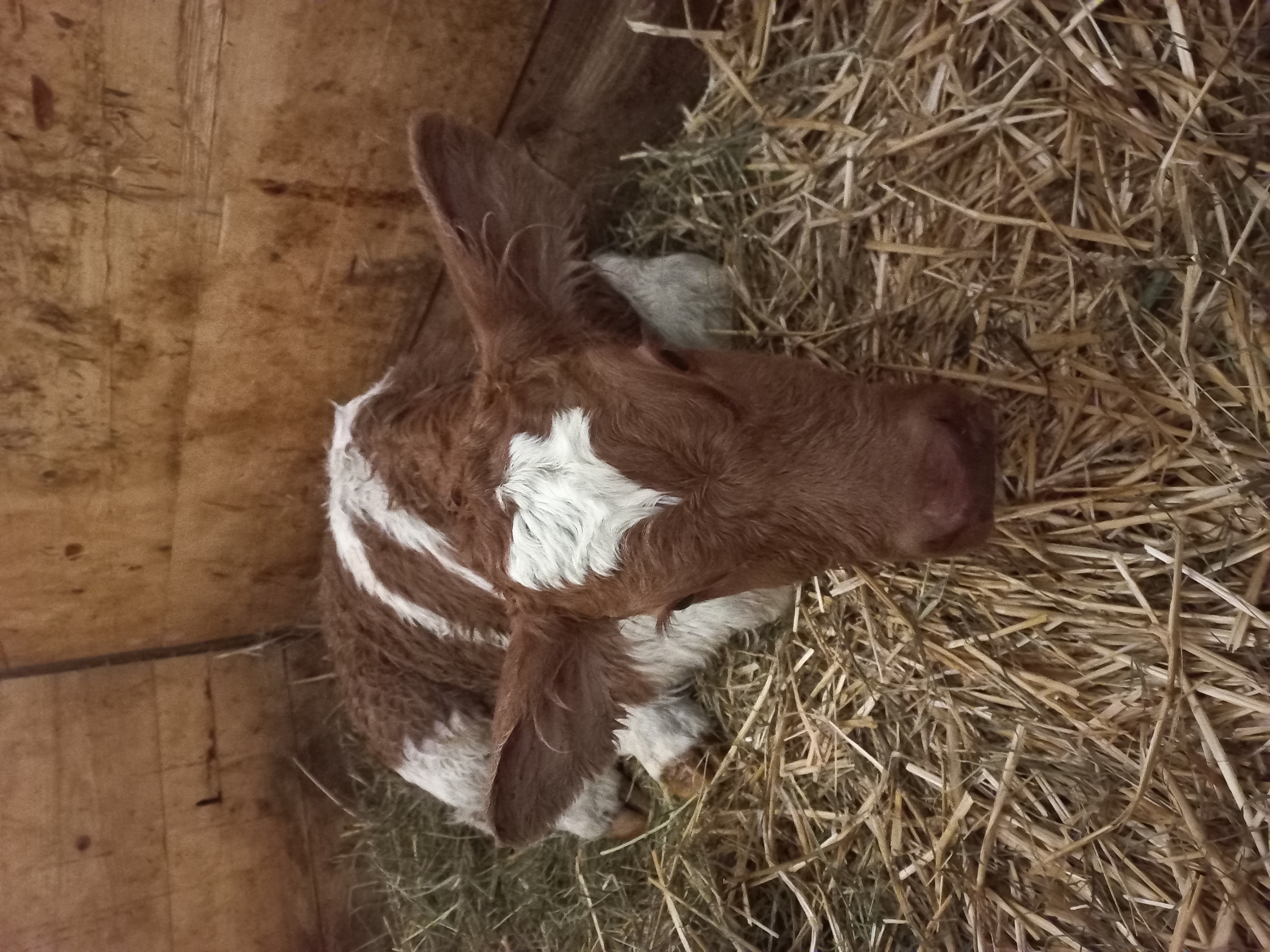 Ferien Bauernhof: Kalb Gabi - Bergbauernhof Schluder