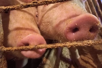 Ferien Bauernhof: Schweinchen - Bergbauernhof Schluder