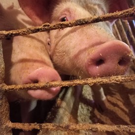 Ferien Bauernhof: Schweinchen - Bergbauernhof Schluder