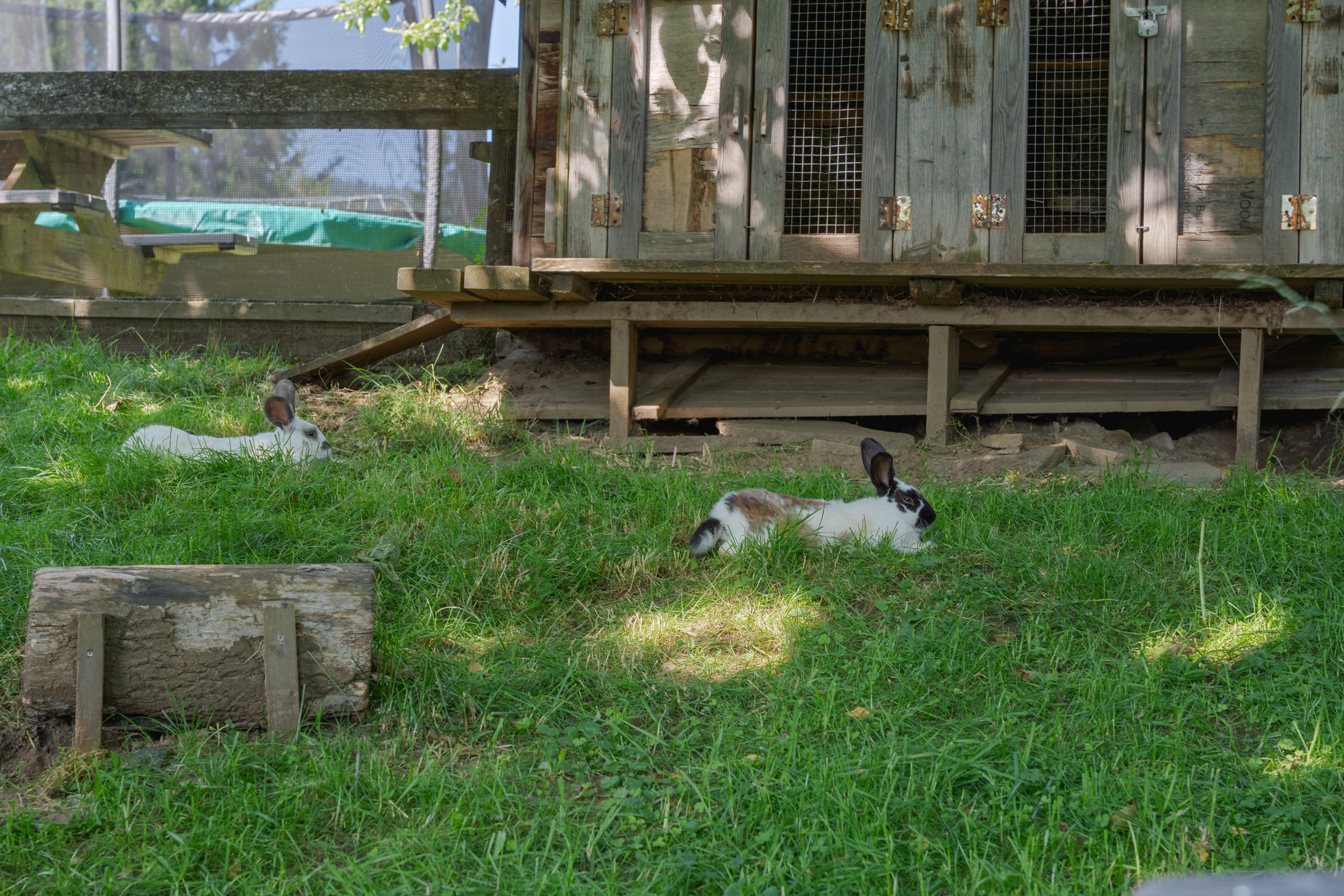 počitnice na kmetiji - Rohrbrunn - Entspannte Kaninchen am Familienbauernhof Perhofer. Unsere Kaninchen liegen im Schatten unter den Nussbaum. Gleich neben den Erlebnisspielplatz sind die flinken, kuscheligen Vierbeiner ab Bauernhof zu finden.  - Ferienwohnungen Perhofer