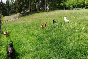 Ferien Bauernhof: Glückliche Hühne - Geschmackvolle Eier - Ferienwohnungen Perhofer