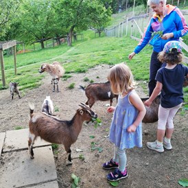 Ferien Bauernhof: Freundschaften schließen im Streichelzoo - Kindererlebnis-Bauernhof Perhofer